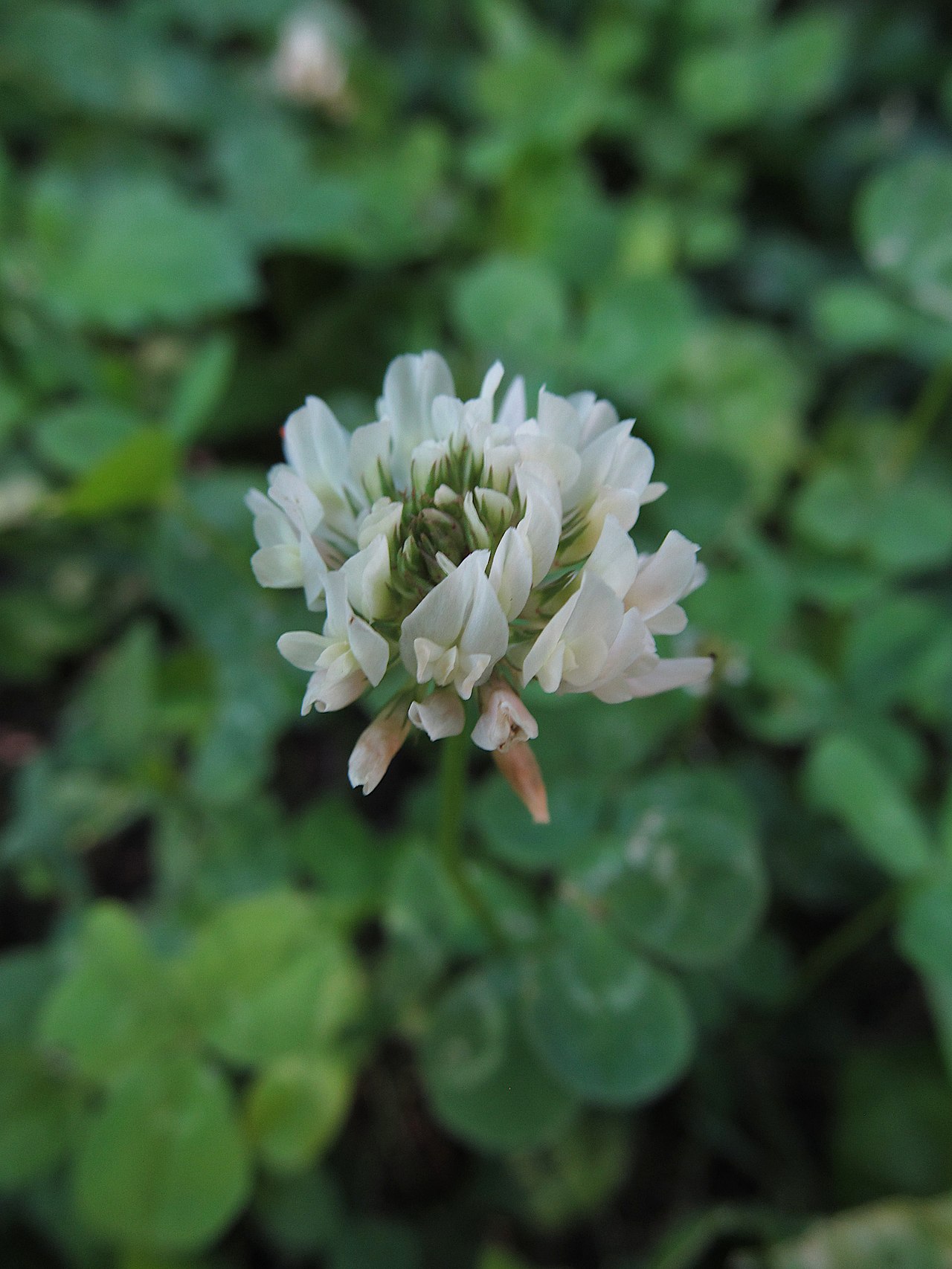 Trébol blanco (Trifolium repens), parte común de las mezclas pasto-trébol para establecer césped