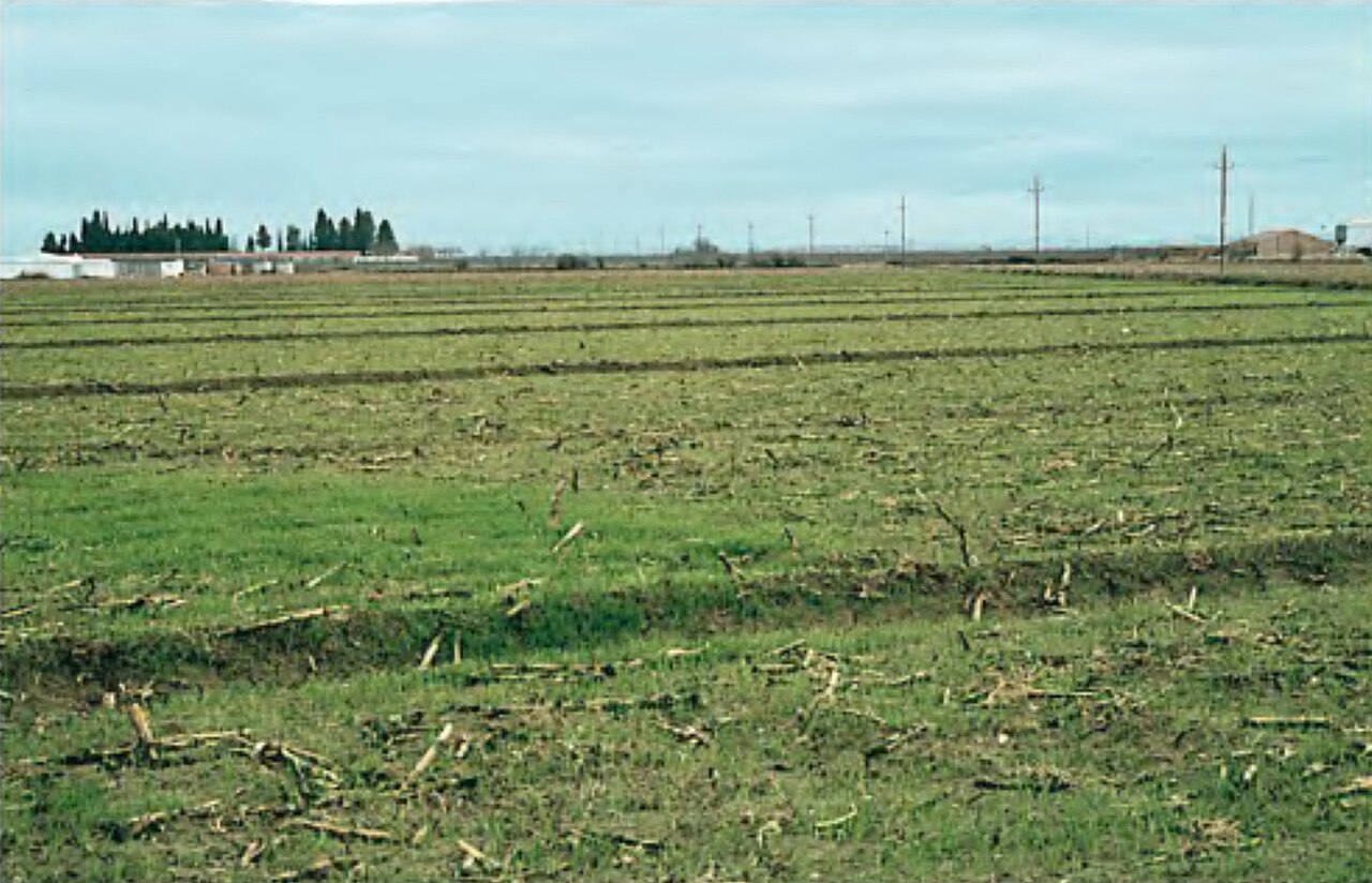 Máquina con recogedor cosechando avellanas del suelo en una plantación de avellano