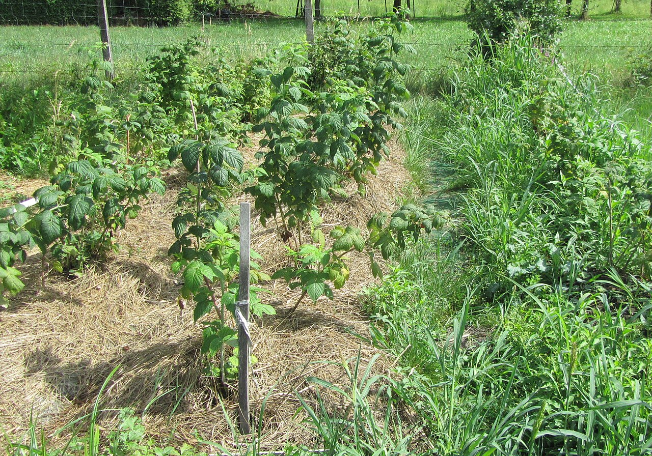 Plantación de avellano con cubierto vegetal