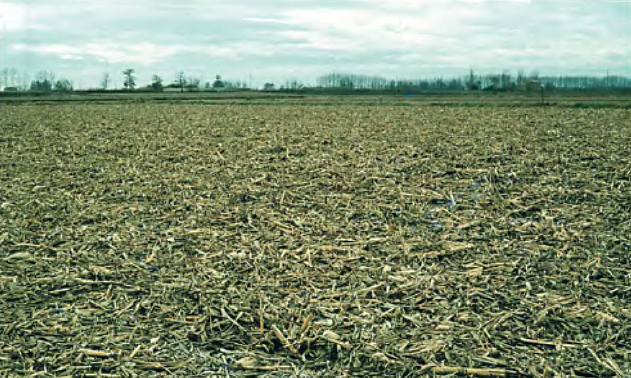 Suelo de campo de avellanas cosechado