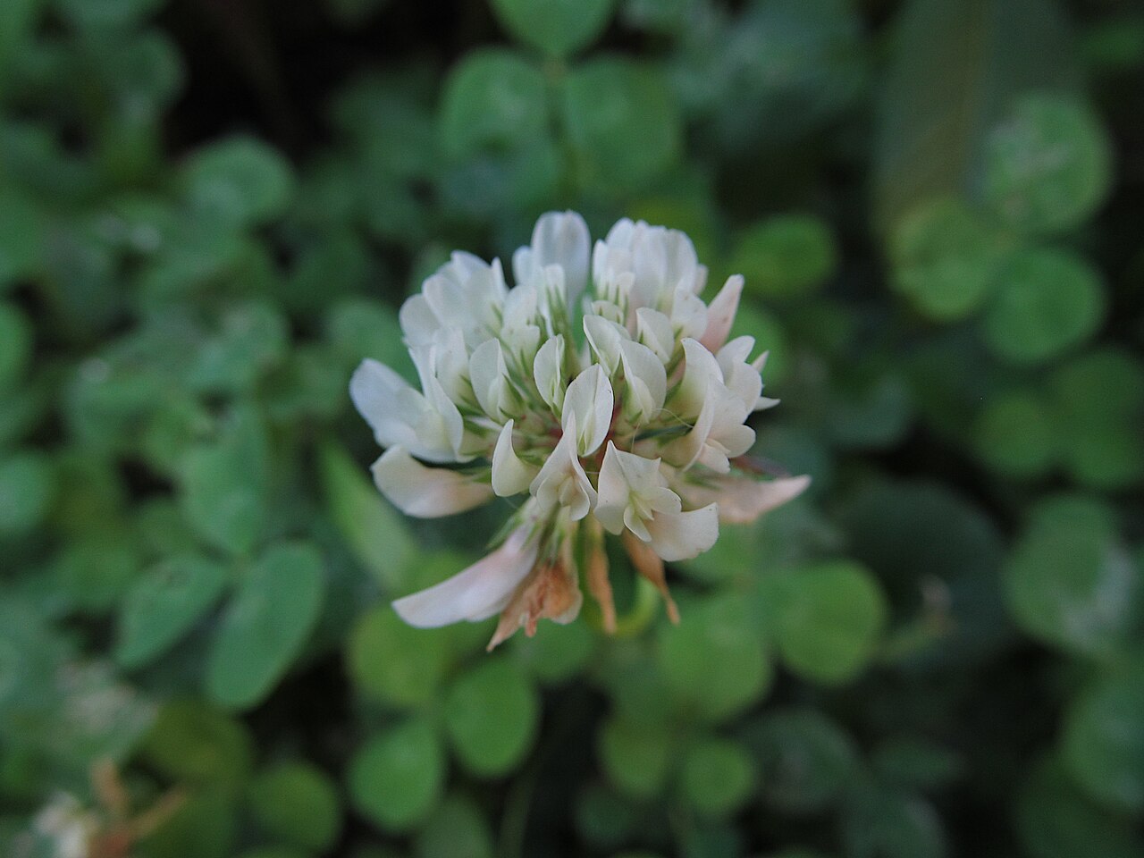 Trébol blanco (Trifolium repens), leguminosa para fijación de nitrógeno en cultivo de cobertura
