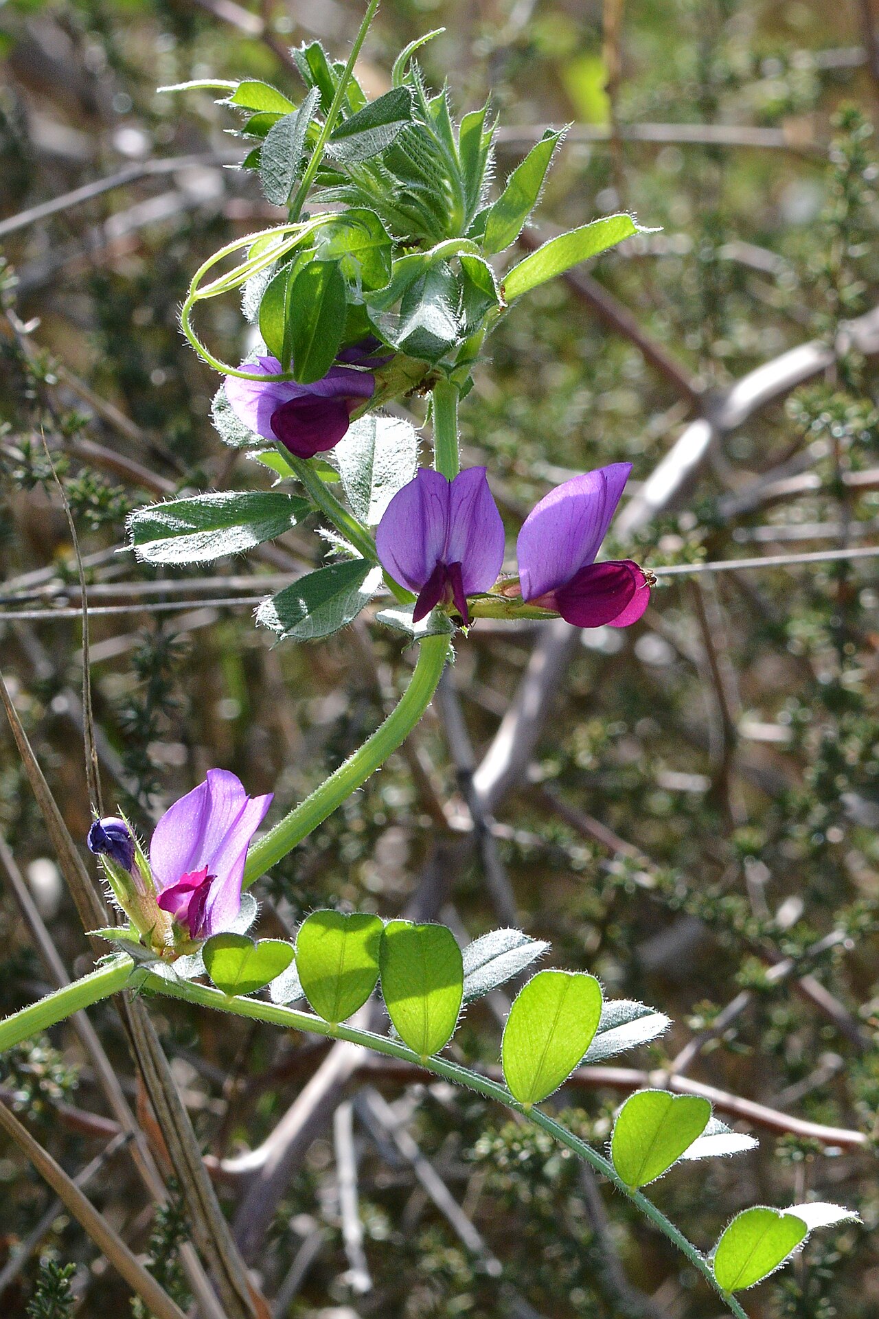Veza (Vicia sativa), leguminosa para abono verde y control de malezas