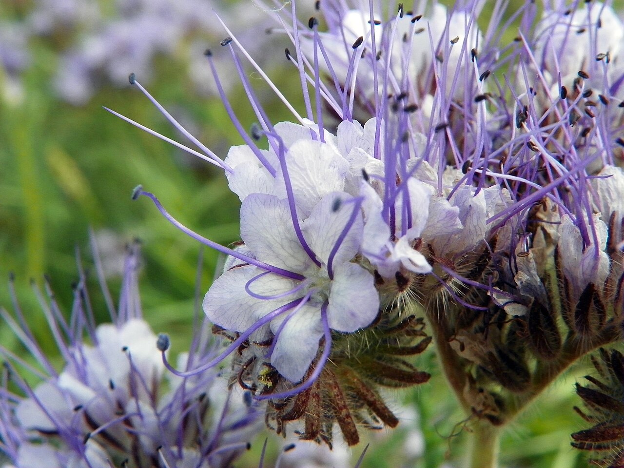 Facia (Phacelia tanacetifolia) en flor, cultivo de cobertura rápido y forraje para polinizadores