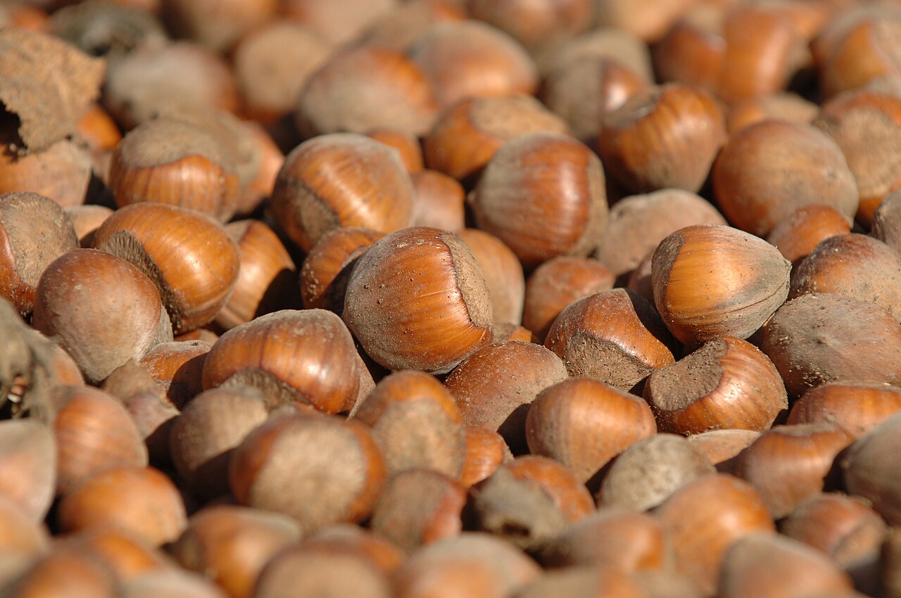 Avellanas maduras liberadas de la gluma — fruto que se recoge del suelo de la plantación