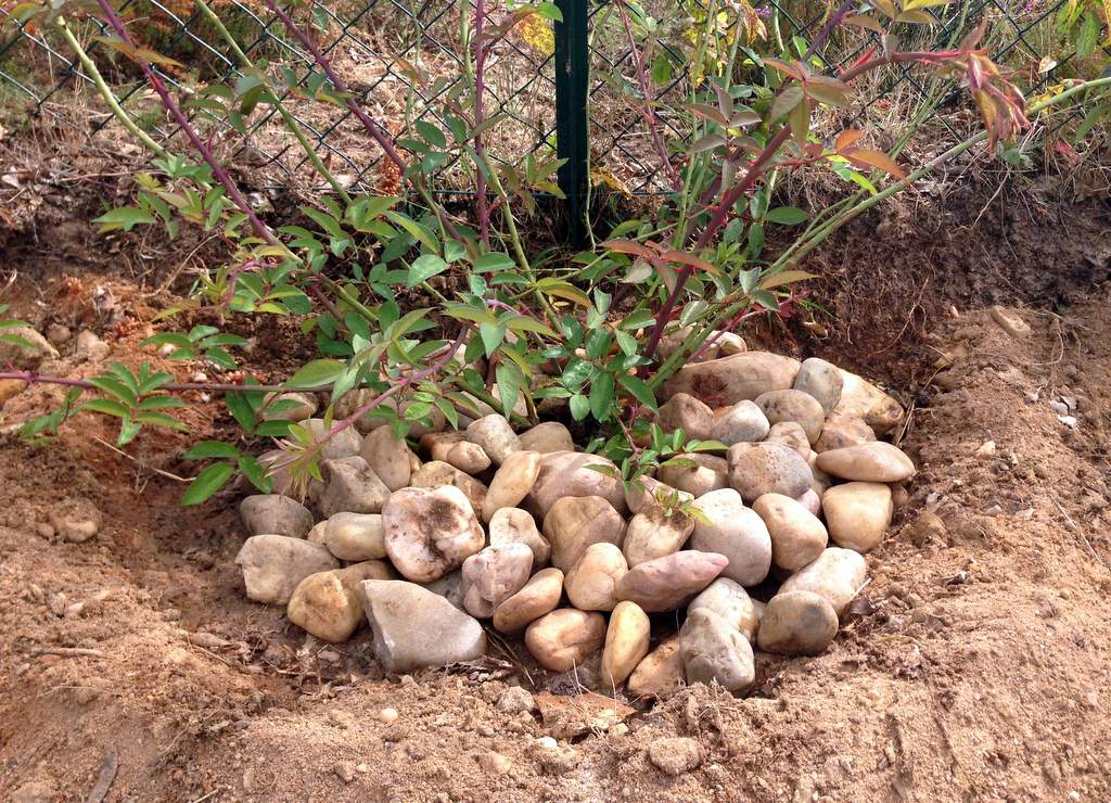 Covering soil with stones (stone mulch) around the plant as a physical barrier to weed germination