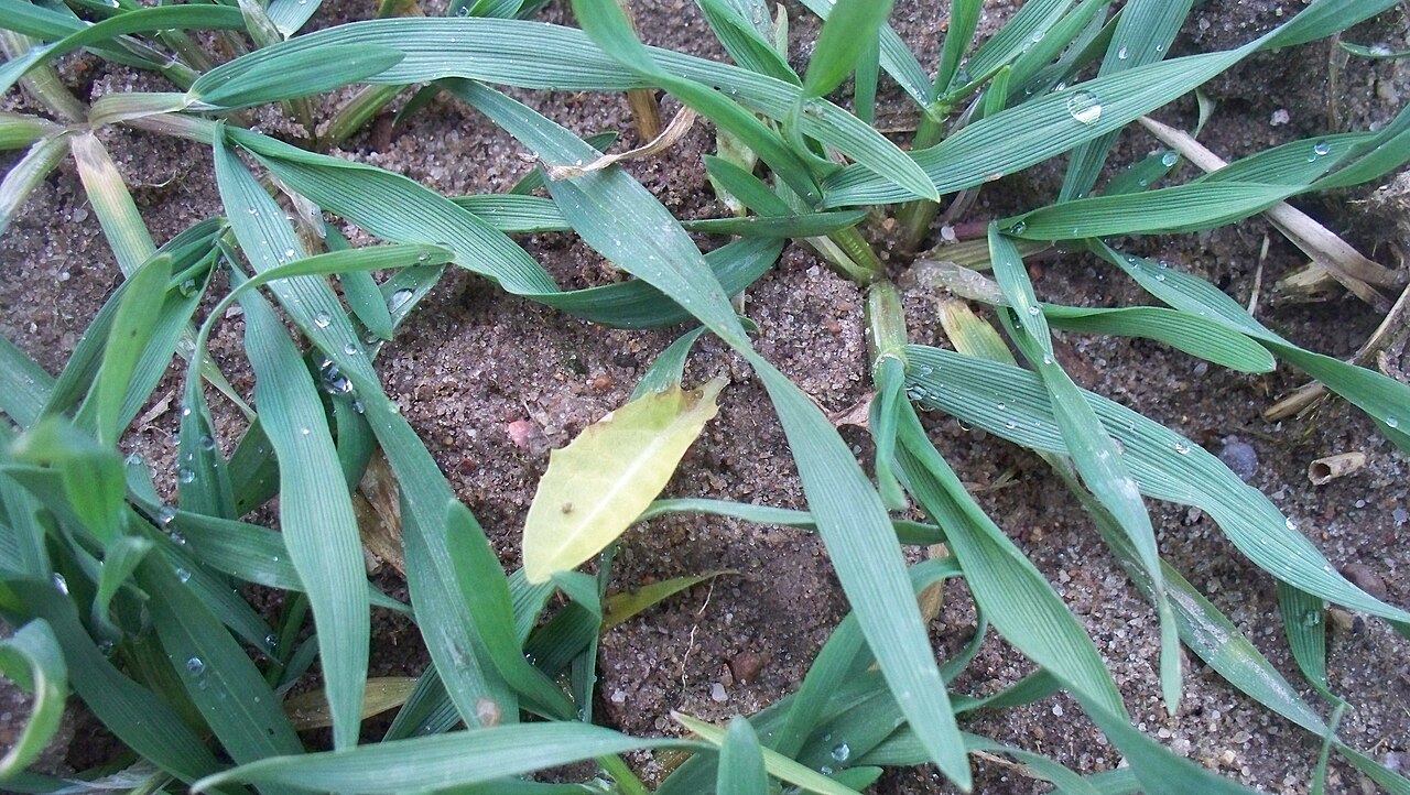 Malas hierbas de tipo pasto dañadas por la aplicación de herbicida — se observa amarilleo y secado de las hojas