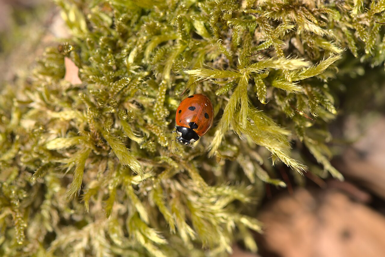 Mariquita de siete puntos (Coccinella septempunctata), un depredador eficaz de los pulgones