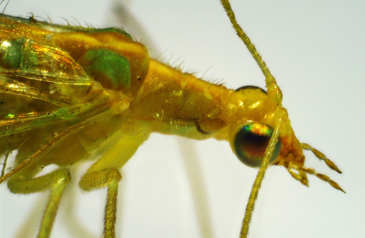 Crisopa adulta (Chrysoperla carnea); sus larvas devoran los pulgones