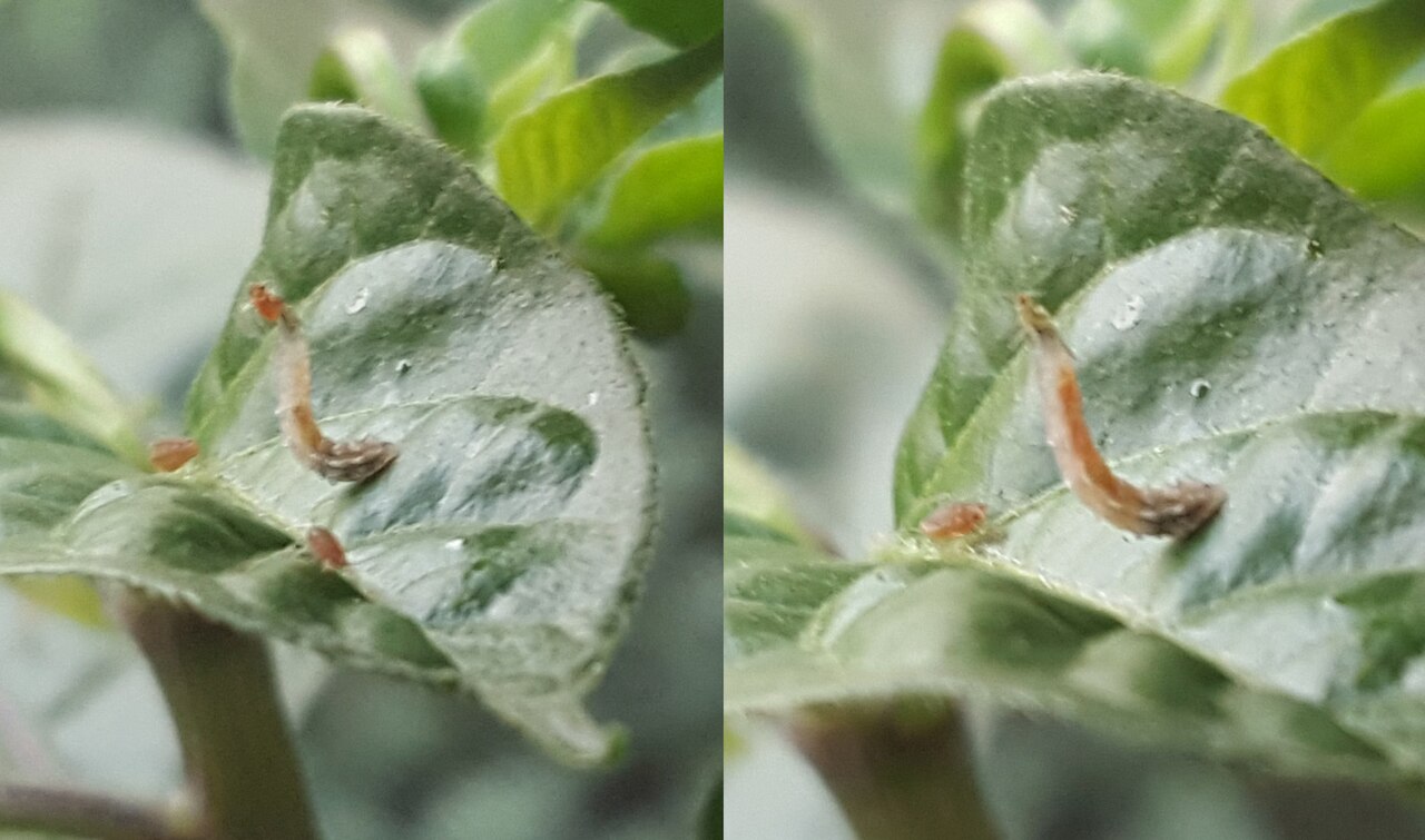 Larva de mosca sírfida capturando un pulgón