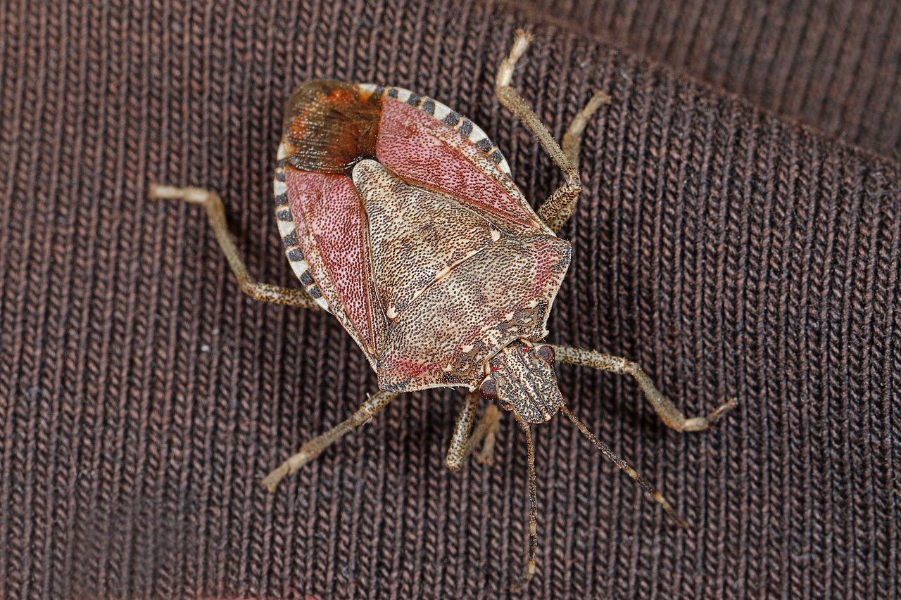 Chinche verde manzana adulta (Halyomorpha halys) sobre una hoja