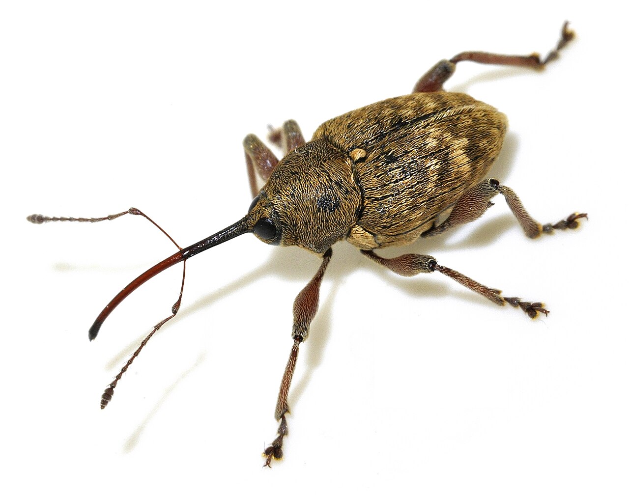 Gorgojo de la avellana adulto (Curculio nucum), con su característica probóscide larga