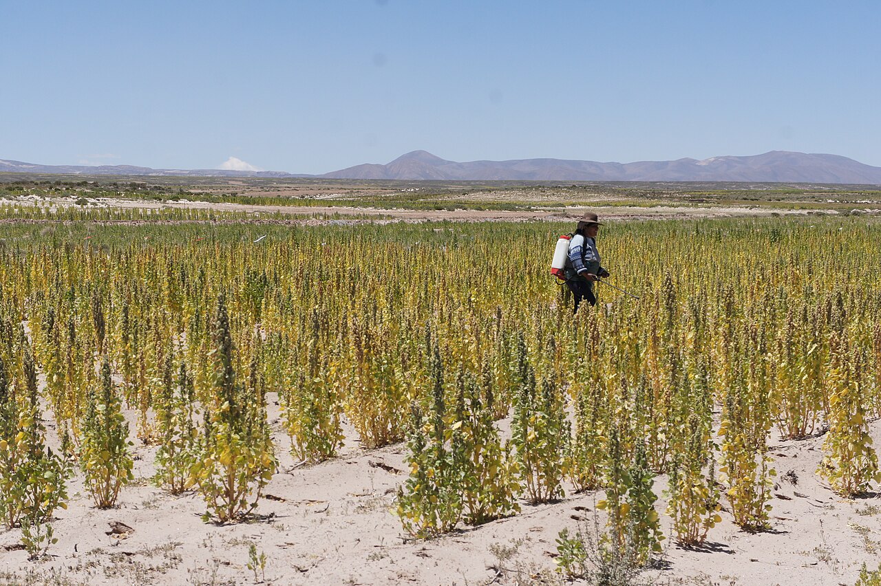 Un operador con una pulverizadora de espalda aplica un producto fitosanitario en el campo