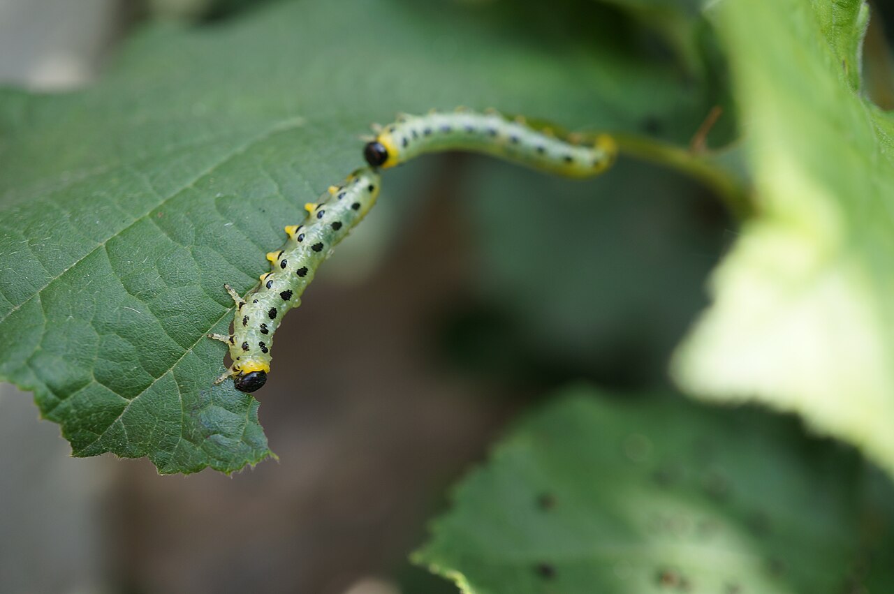 Larvas de la avispa foliar de la avellana sobre una hoja de avellano