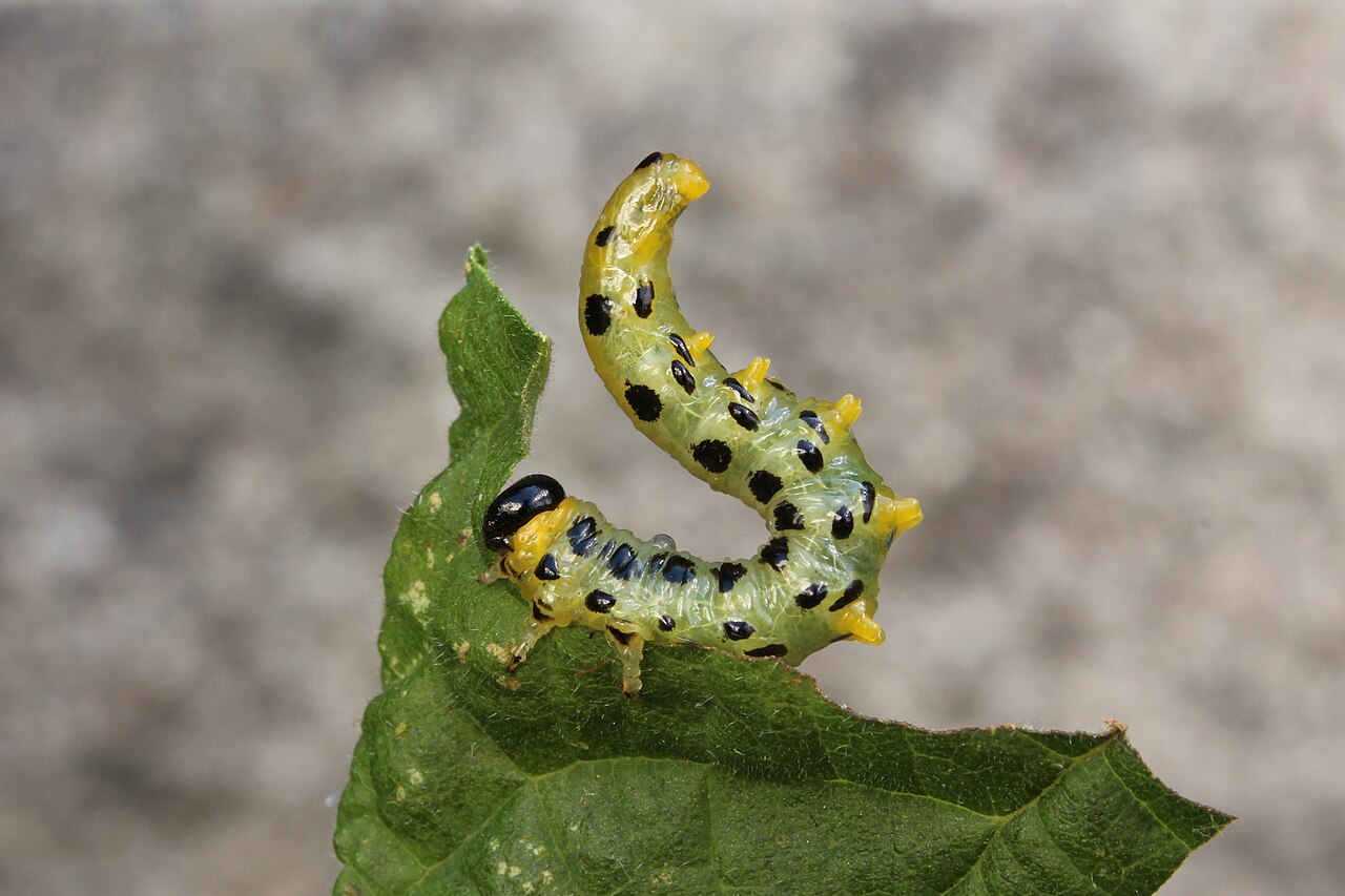 Larva de la avispa foliar de la avellana (Craesus septentrionalis) en postura defensiva en "S"
