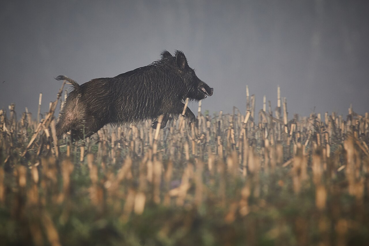 Jabalí (Sus scrofa) en su entorno natural