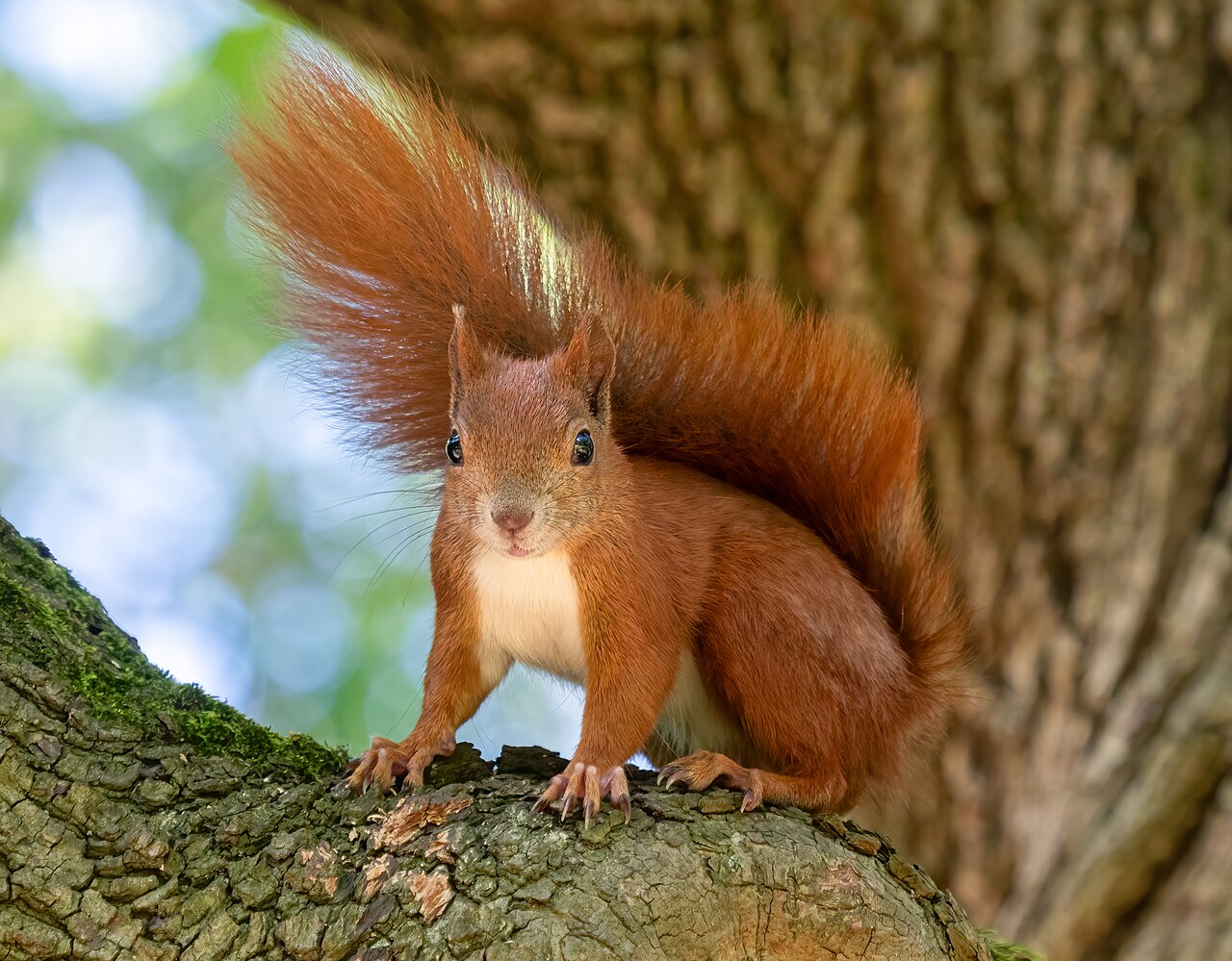 Ardilla (Sciurus vulgaris), el mayor ladrón de frutos de avellano