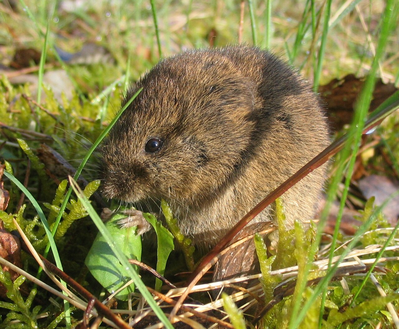 Ratón de campo (Microtus arvalis), roedor que daña la corteza y las raíces