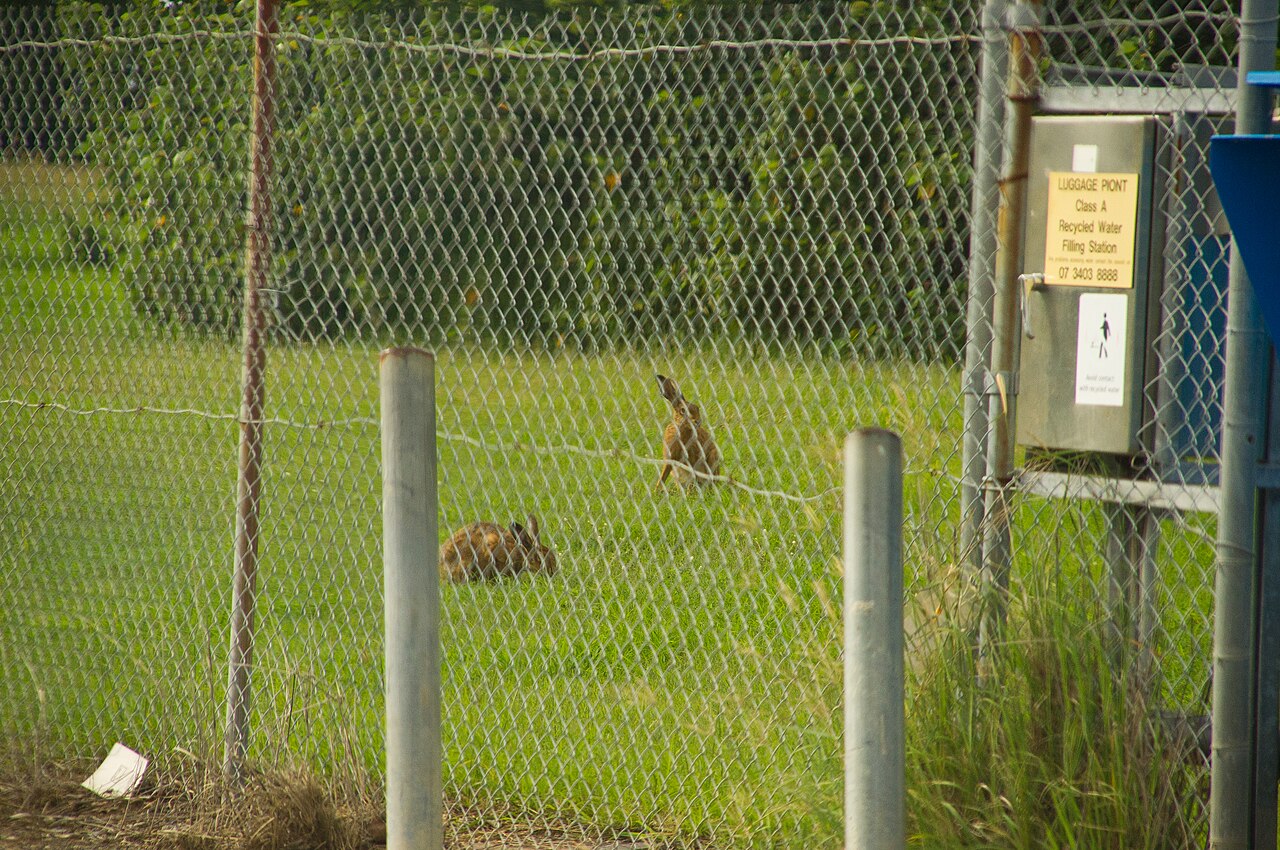 Liebre europea (Lepus europaeus), ramonea brotes jóvenes y pela la corteza