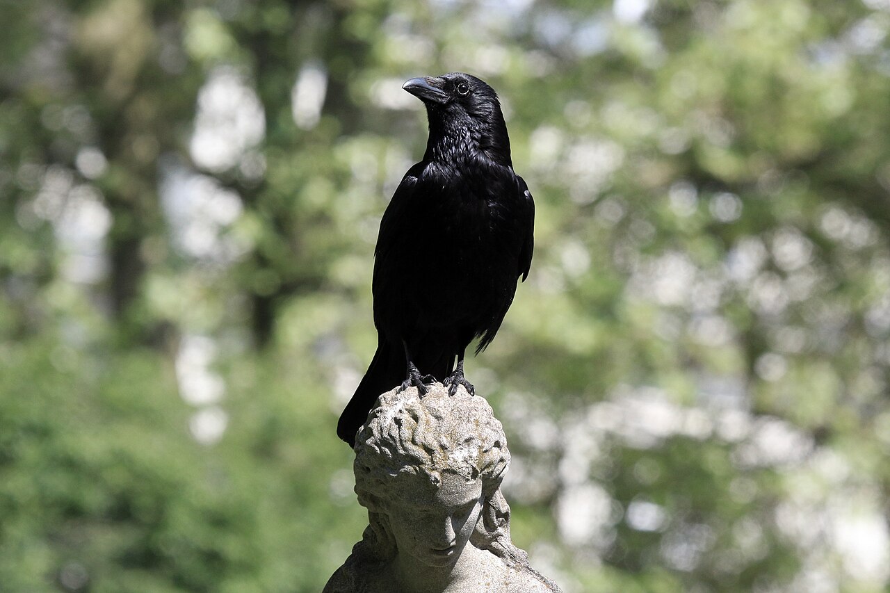 Cuervo (Corvus corone), daña frutos con picoteo