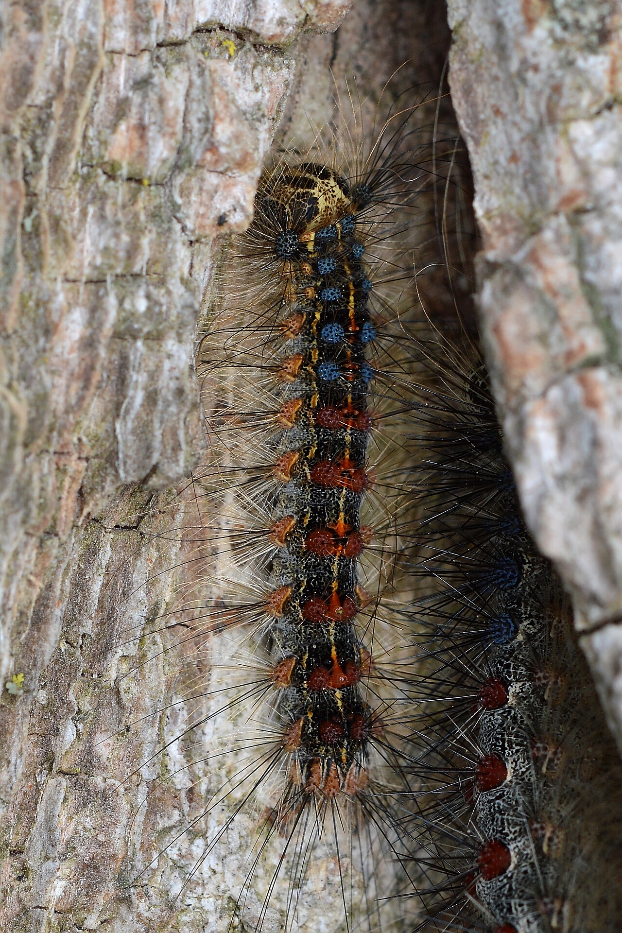 Oruga del gusano procesionario (Lymantria dispar) con pares de tubérculos azules y rojos en la espalda