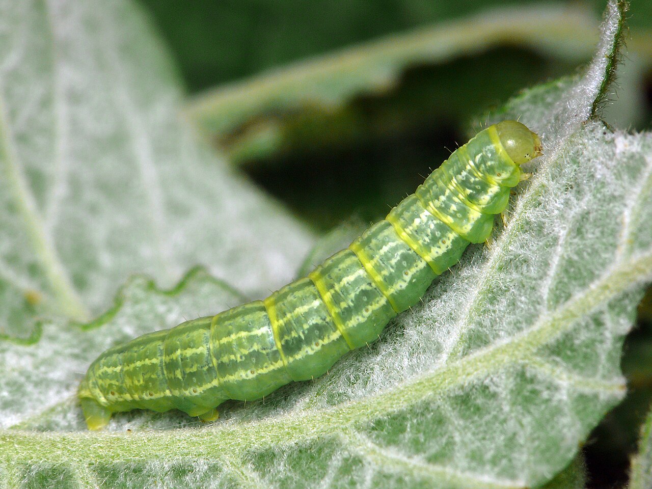 Oruga verde de la polilla de la escarcha (Operophtera brumata) de tipo geómetra sobre una hoja