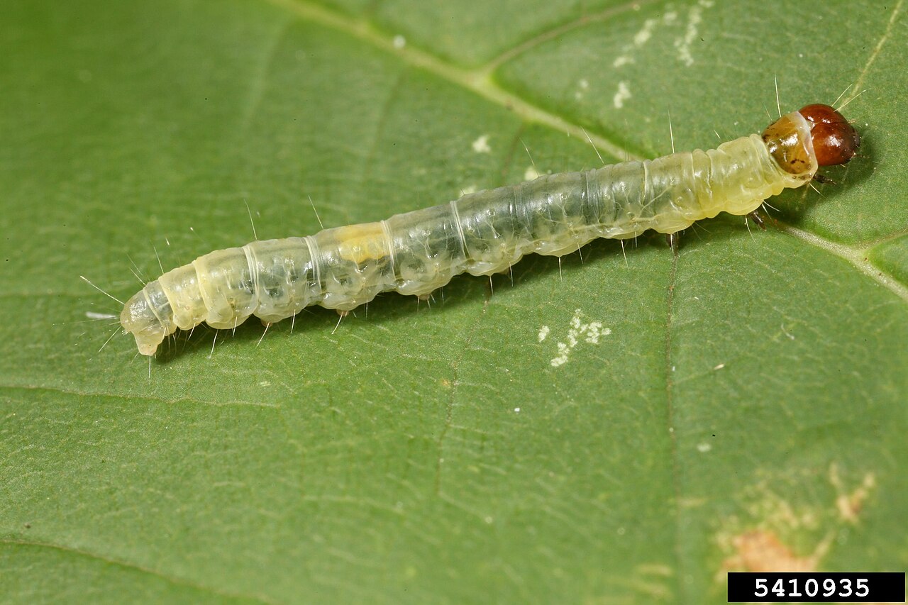 Oruga de un enrollador (Archips rosana) sobre una hoja