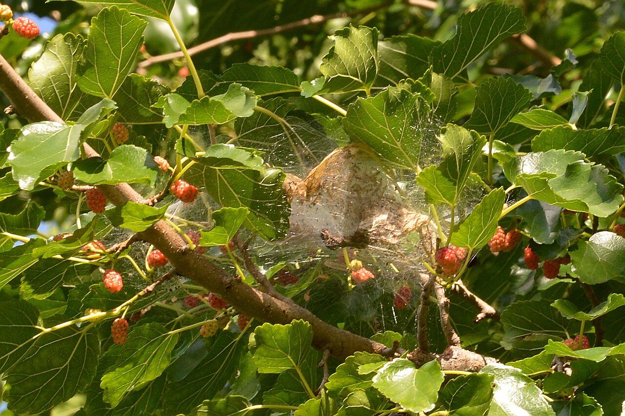 Nido blanco tipo telaraña de la polilla americana de los bosques (Hyphantria cunea) en la punta de una rama