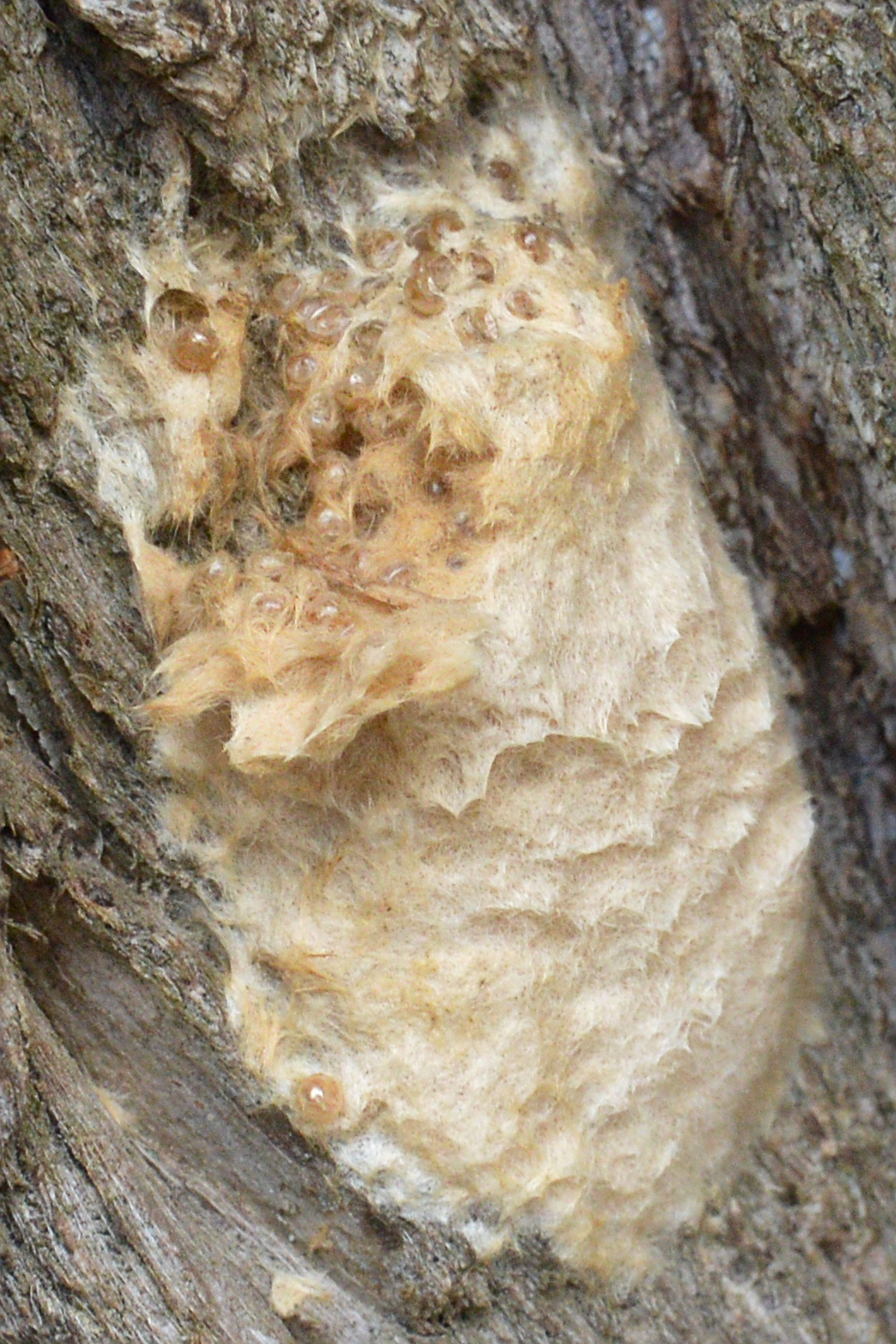 Masa de huevos del gusano procesionario (Lymantria dispar) cubierta de pelos amarillo-marrones en la corteza