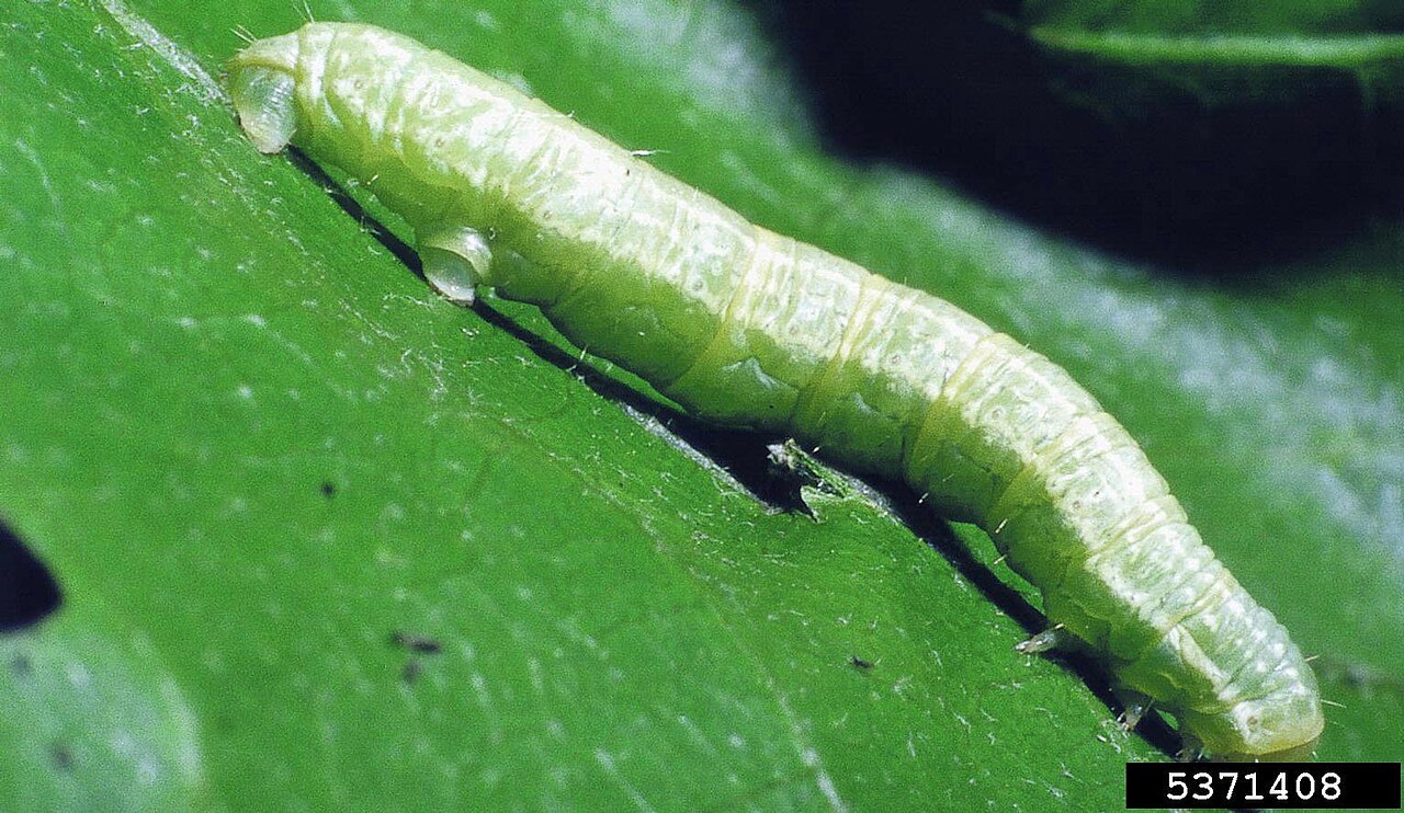 green caterpillar on leaf