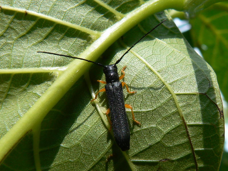 Gorgojo adulto del avellano (Oberea linearis) — cuerpo negro estrecho y patas amarillas