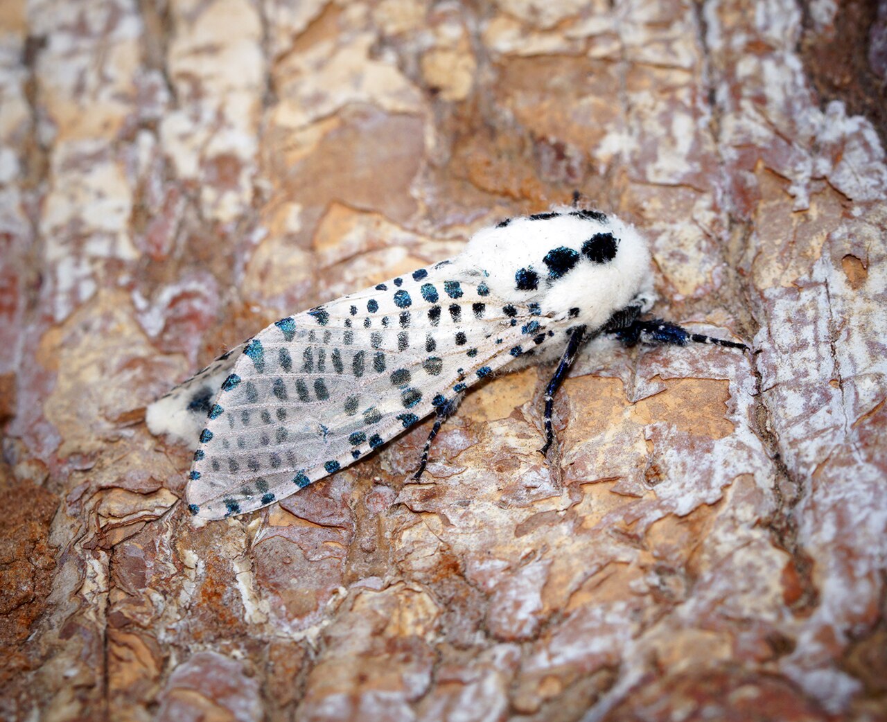 Polilla leopardo (Zeuzera pyrina) — barrenillo de amplio espectro de hospedadores