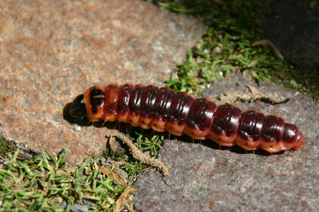 Larva del barrenillo del sauce (Cossus cossus) — gran oruga rojiza que excava galerías en el tronco
