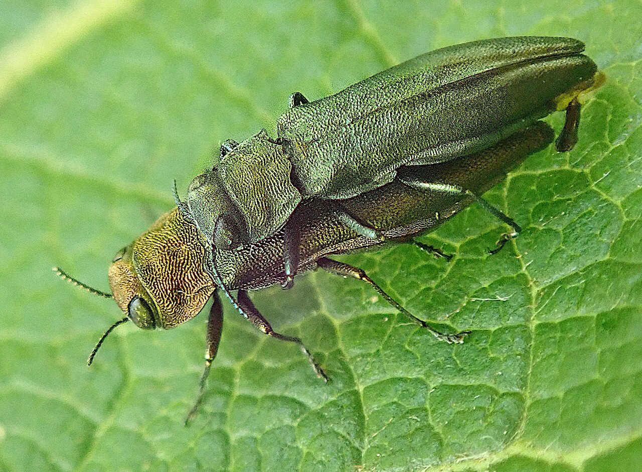 Escarabajo dorado cobrizo (Agrilus viridis) — escarabajos brillantes metálicos cuyas larvas excavan galerías en la madera