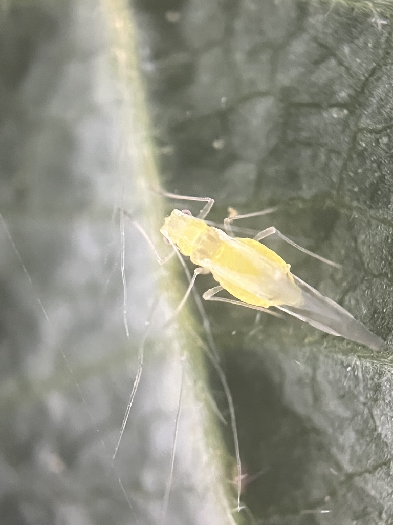 Pulgón verde adulto de la avellana (Myzocallis coryli) en una hoja de avellano