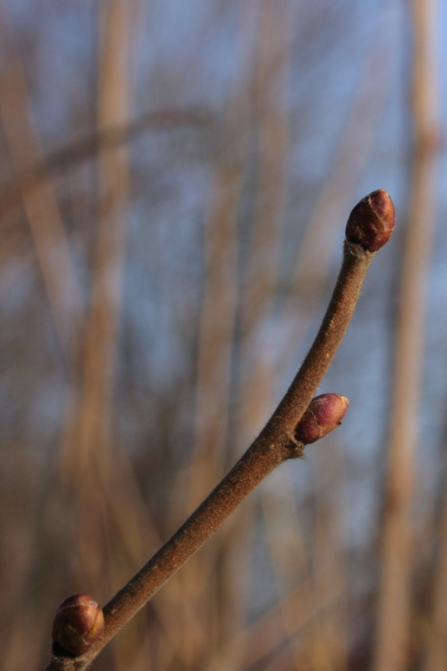 Brochos sanos y fusiformes de avellana (*Corylus avellana*) en invierno, para comparación