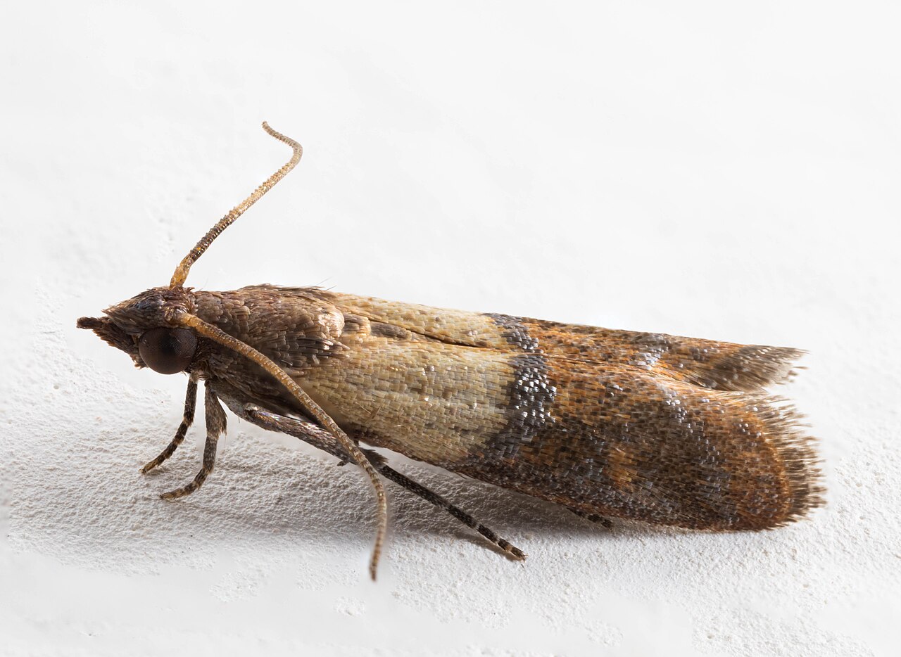 Polilla de la harina india adulta (Plodia interpunctella) con alas bicoloridas características