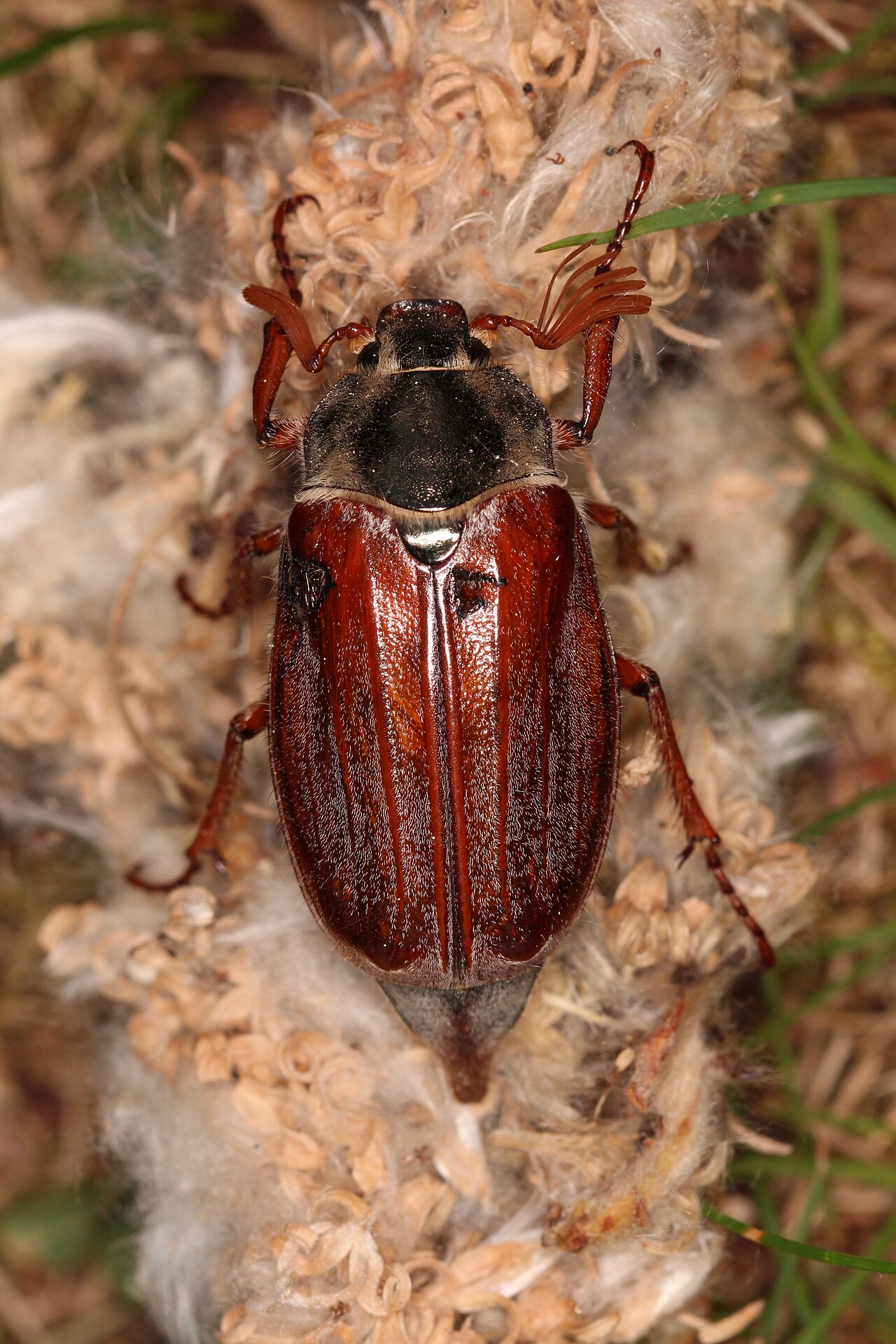Escarabajo maya (Melolontha melolontha)