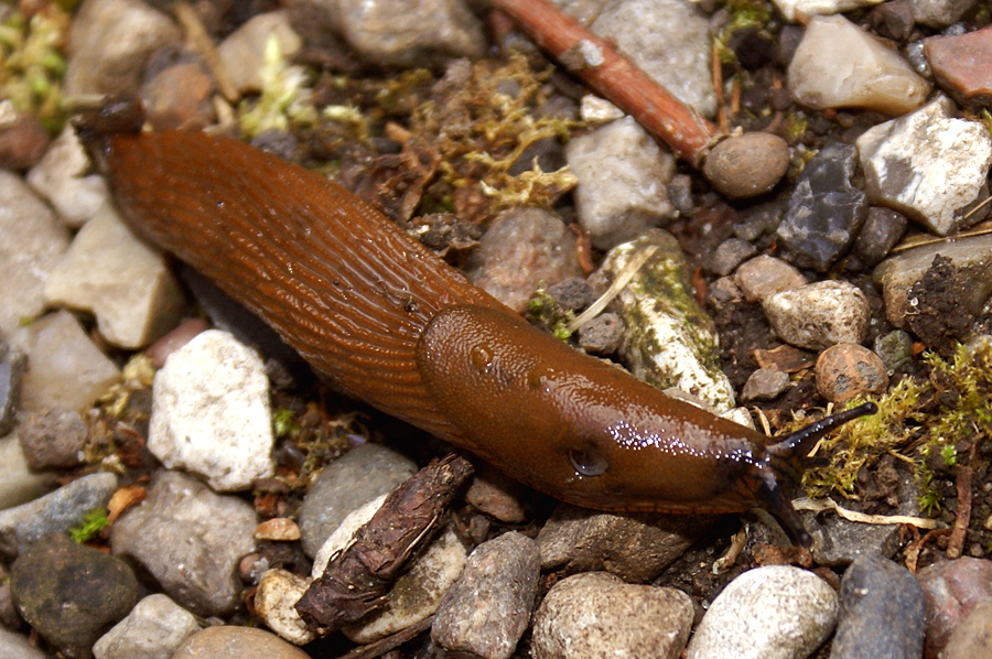 Caracol sin concha (Arion vulgaris) sobre tejido vegetal