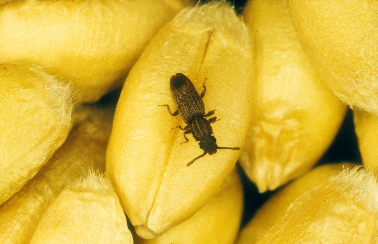 Escarabajo de la harina serrado (Oryzaephilus surinamensis), escarabajo de almacenamiento