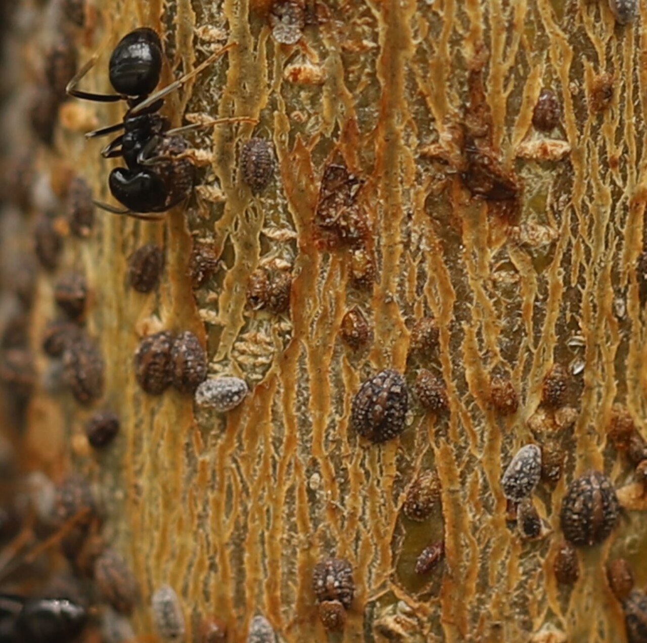 Cochinilla Parthenolecanium corni — escudos semiesféricos marrones en la rama