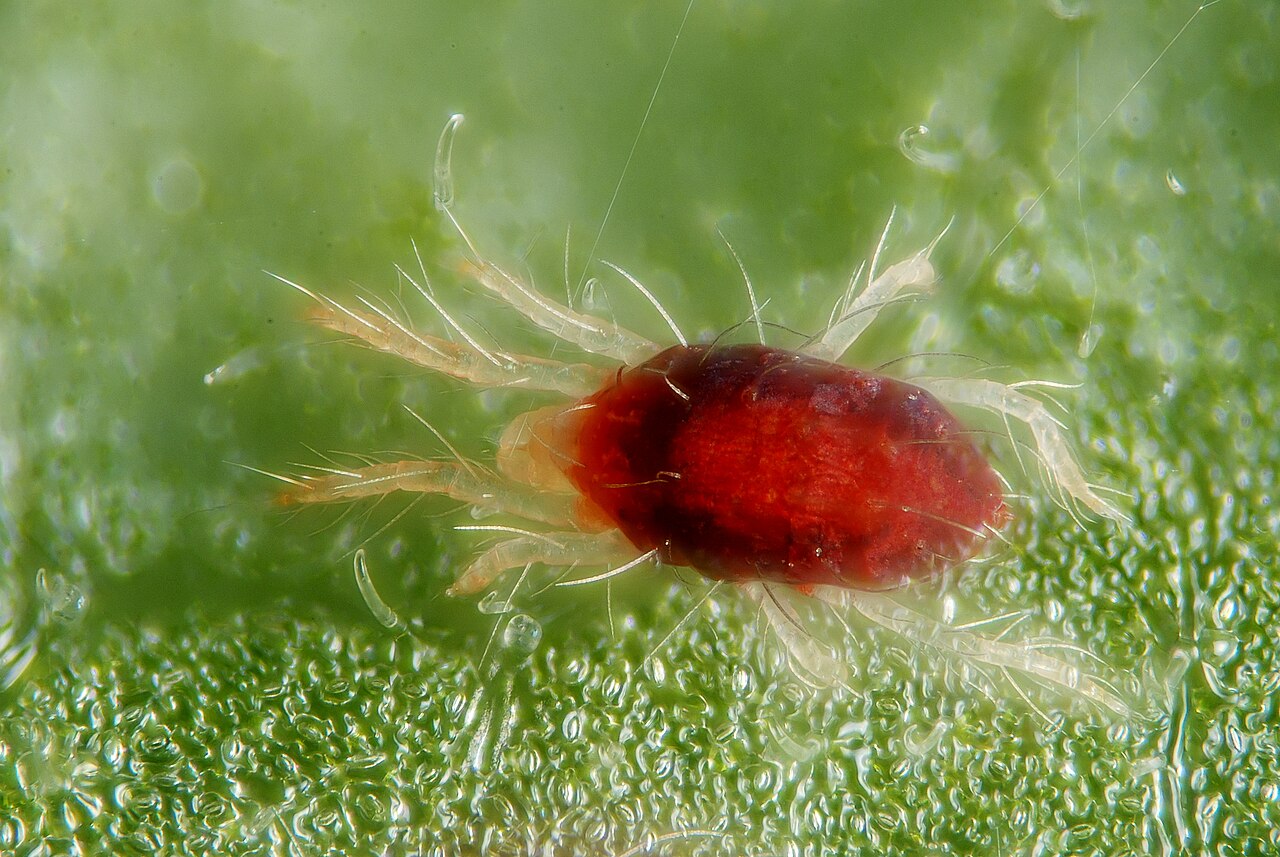 Araña roja común (Tetranychus urticae) de cerca — individuo adulto de color rojizo con una banda oscura
