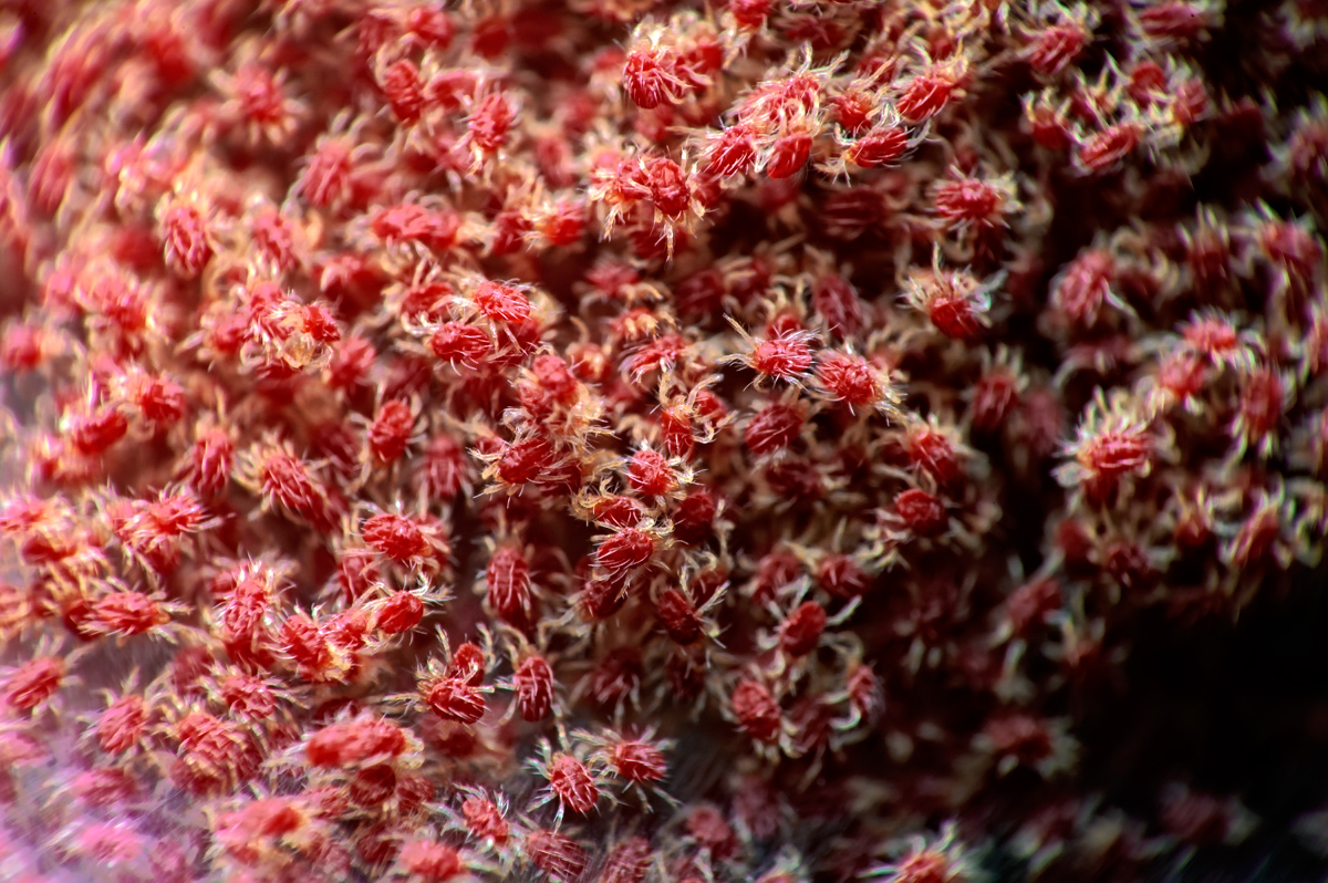 Colonia de arañas rojas (Tetranychus urticae) con fina telaraña sobre la planta