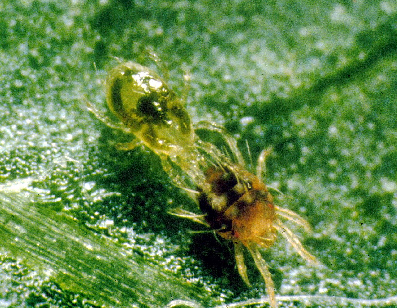 Ácaro depredador atacando a la araña roja — control biológico