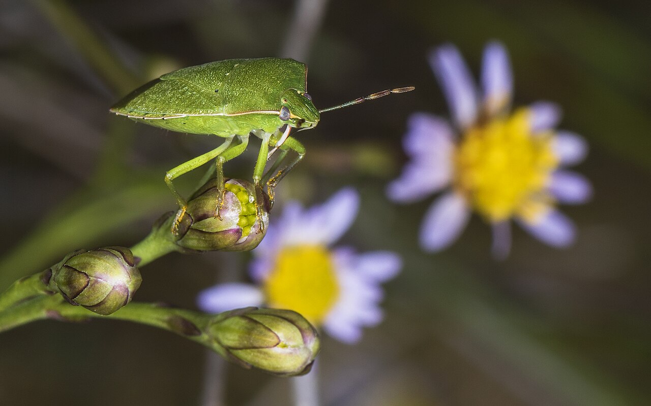 Chinche escudo verde (Nezara viridula)