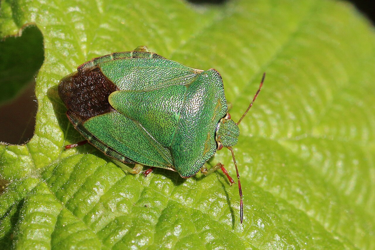 Chinche hoja verde (Palomena prasina)