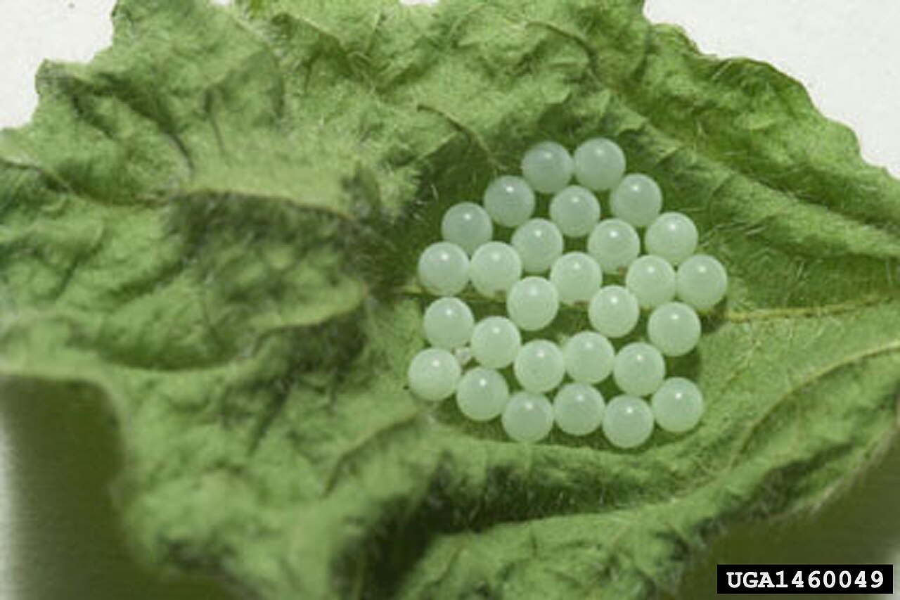 Huevos de chinche marmórea parda en el envés de la hoja