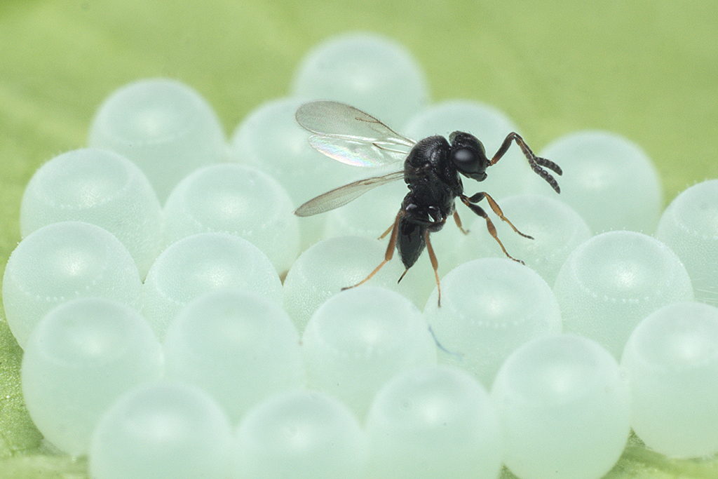 Samurai wasp (Trissolcus japonicus), egg parasitoid of stink bugs