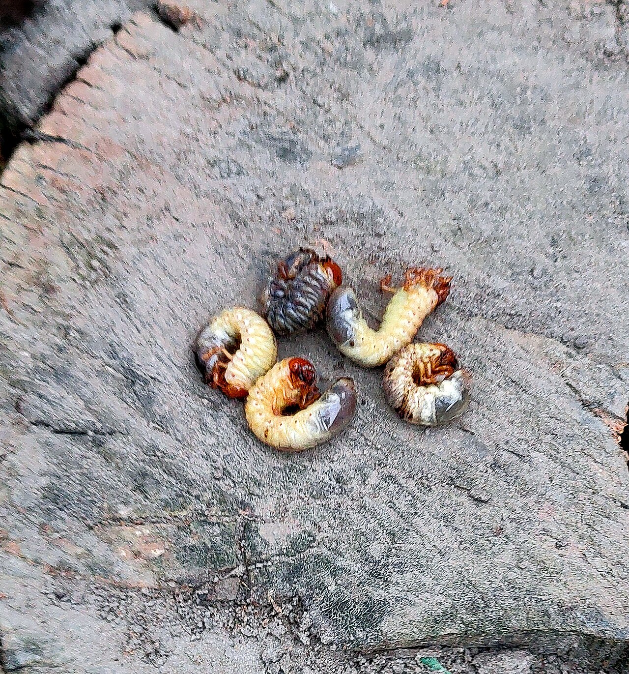 Gusano (larva) del escarabajo de mayo curvado en forma de C