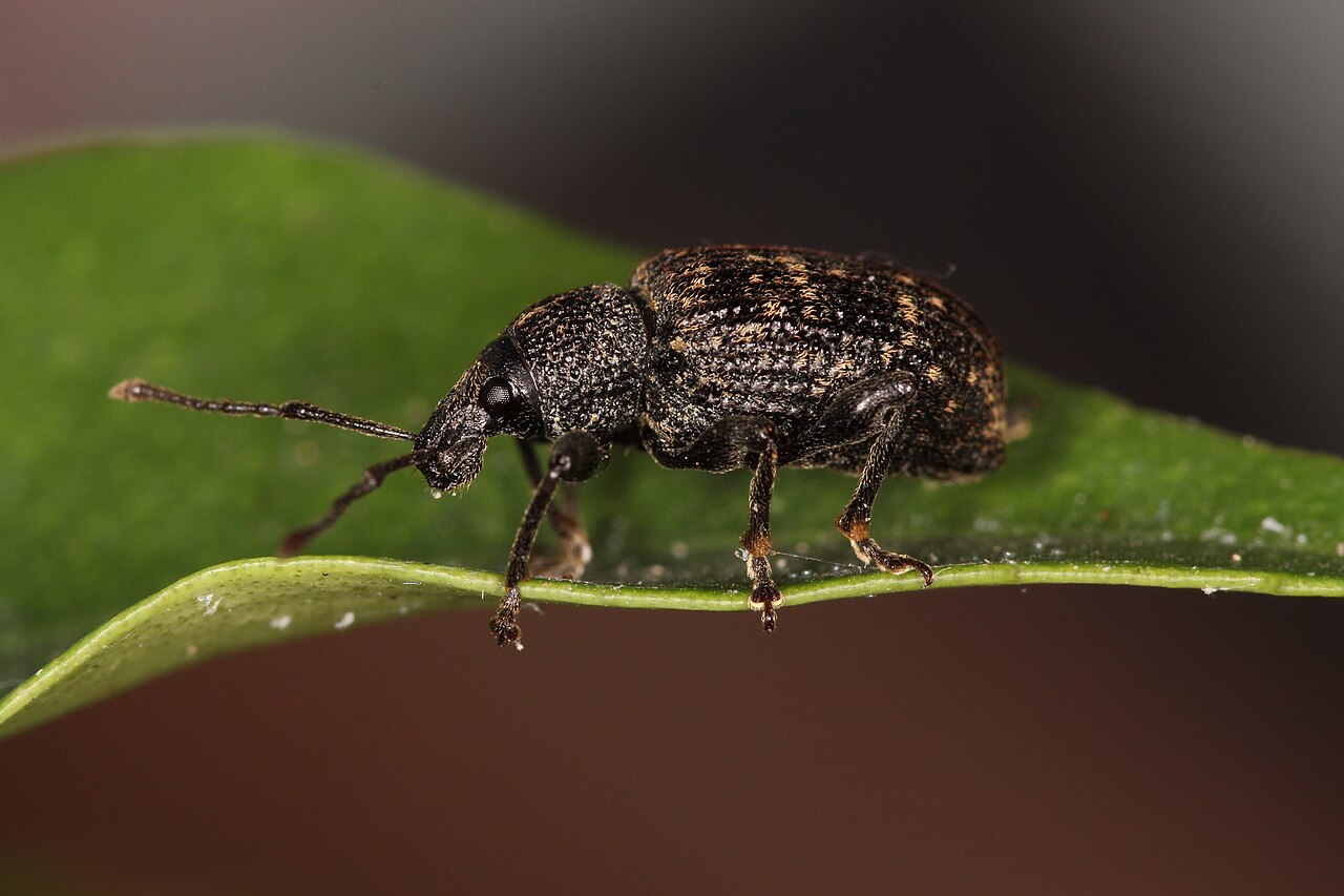 Gorgojo de la raíz (negro) adulto, Otiorhynchus sulcatus