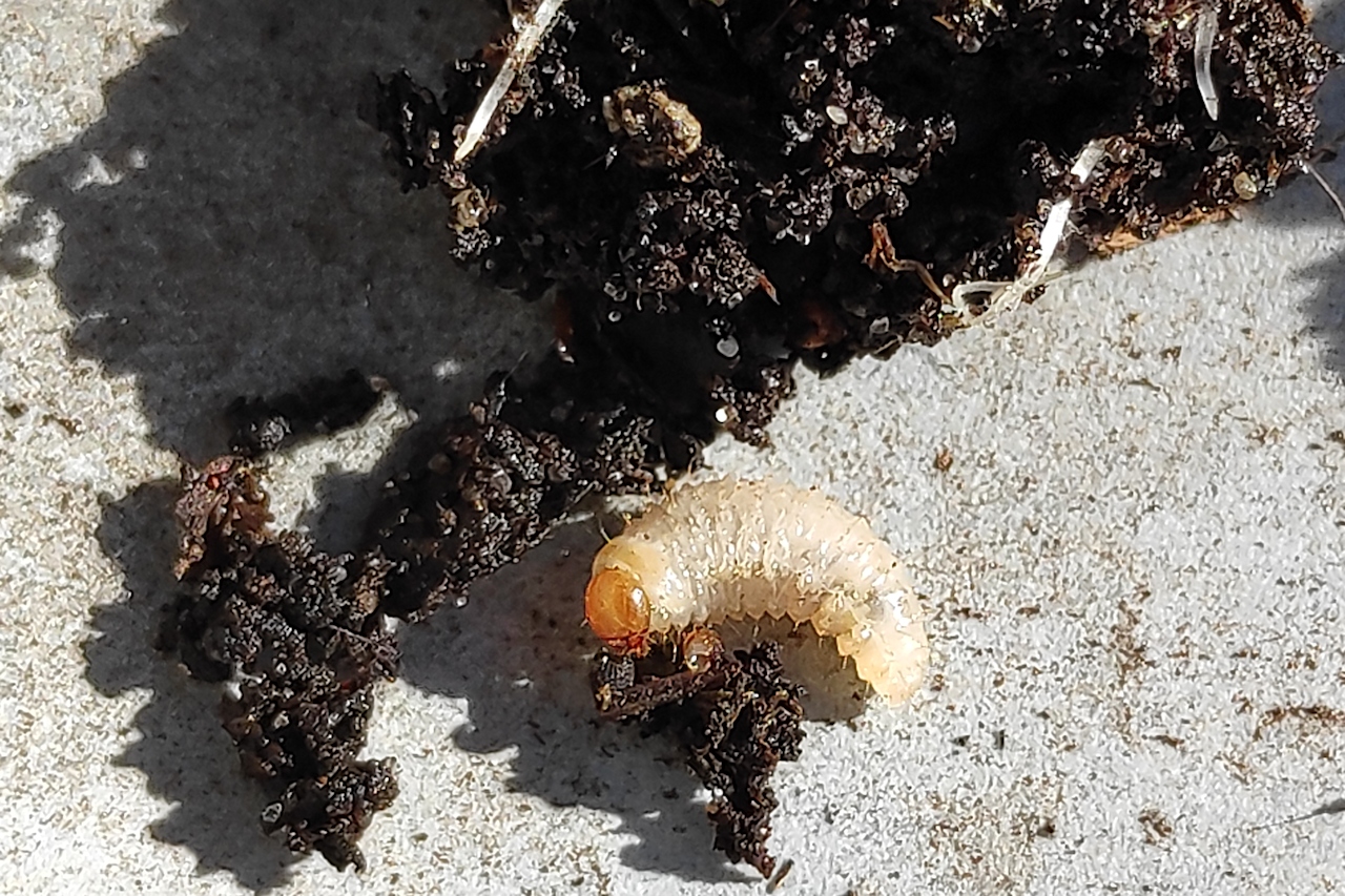 Larva del gorgojo de la raíz (Otiorhynchus sulcatus) en el suelo
